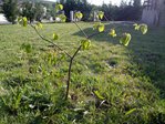 Ma &quot;forêt&quot;<br />Le bébé châtaignier !