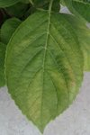hortensia.jpg