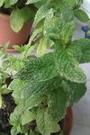 menthe.jpg