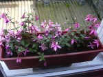 DSCN5444.JPG