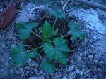 courgette.jpg
