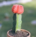 gymnocalycium_mihanovichi2.jpg