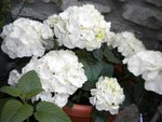 Hortensia blanc tres fleuris mais les branches se sont un peu descendu à cause des pluies fortes :s