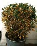 aspect global de la plante