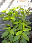 hortensia rose foncé qui a résisté au gel (-20°) qui fait pour l'instant de belles feuilles verte clair et un phlox blanc à que je croyais mort donc tout juste avant le grand hiver donc j'avais laisser 2cm de bois et à ma surprise il a réaparu :)