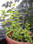 Menthe marocaine qui a aussi résister au gel mais elle ne produit pas bcp mais reste belle