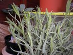 hellébore blanc qui a fini sa belle floraison,et une petite lavande