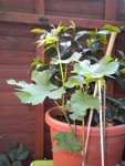 Camélia rose et blanc qui a aussi terminer sa belle mais continu de faire pleins de feuilles,ma petite vigne