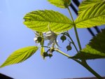 une vue du sommet de mon framboiser(les premiers fleurs)