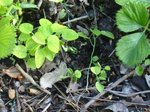 plante 1