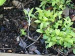 plante 2