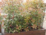 Bac avec 2 photinias côté Ouest