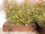 Bac avec 2 photinias côté Est