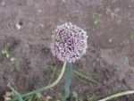 Voila une &quot;fleur&quot; violette a l'extrémité du poireau.