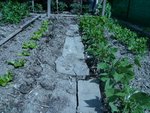 pomme de terre-haricots-pois gourmands.jpg