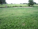 vue globale de l'état de mon jardin