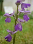 orquidee.jpg