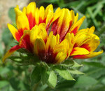 Gaillarde 06-05-11.jpg