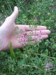 049 fumeterre_comp.jpg