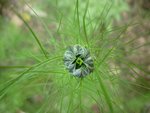 une nigelle bientôt éclose
