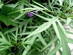 FleurX-2a.jpg
