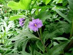 FleurX-1a.jpg