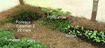 Plants_de_poireaux_potim_bettes_04_mai_2011_01.jpg