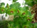 euphorbe martinii