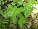 sedums