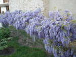 glycine.JPG