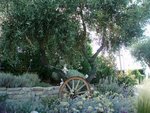 Copie de jardin juin 2010 8.JPG
