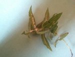 2011-05-06 18.29.55.jpg