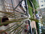 HNI_0007.JPG