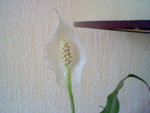 HNI_0011.JPG
