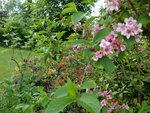 2011-05-06 à travers fleurs X.jpg