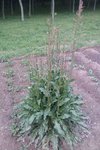 plante