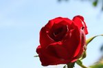&quot; rosier qui sent bon remontant au sublimes fleurs rouges effet velour &quot;