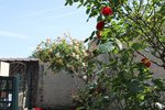 &quot; rosier qui sent bon remontant au sublimes fleurs rouges effet velour &quot;