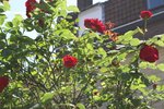 &quot; rosier qui sent bon remontant au sublimes fleurs rouges effet velour &quot;
