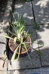 ma plante qui revit ! j'ai failli la perdre! une increvable selon ma maman! elle porte bien son nom a mes yeux