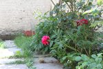 la fameuse pivoine surprise qui fleurit pour la premiere année