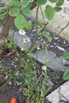 les &quot;marguerites&quot; sauvages nouvelles venues dans mon bout de jardin