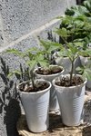 tomates cerise