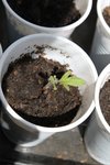 tomate noire de crimée