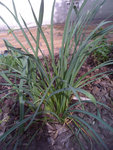 20110507_1.JPG