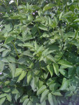 20110507_2.JPG