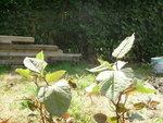 IMGP6166.JPG