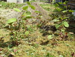 IMGP6168.JPG