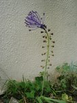 muscari à toupet.jpg