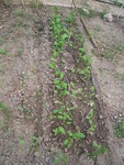 DSCN3132.JPG